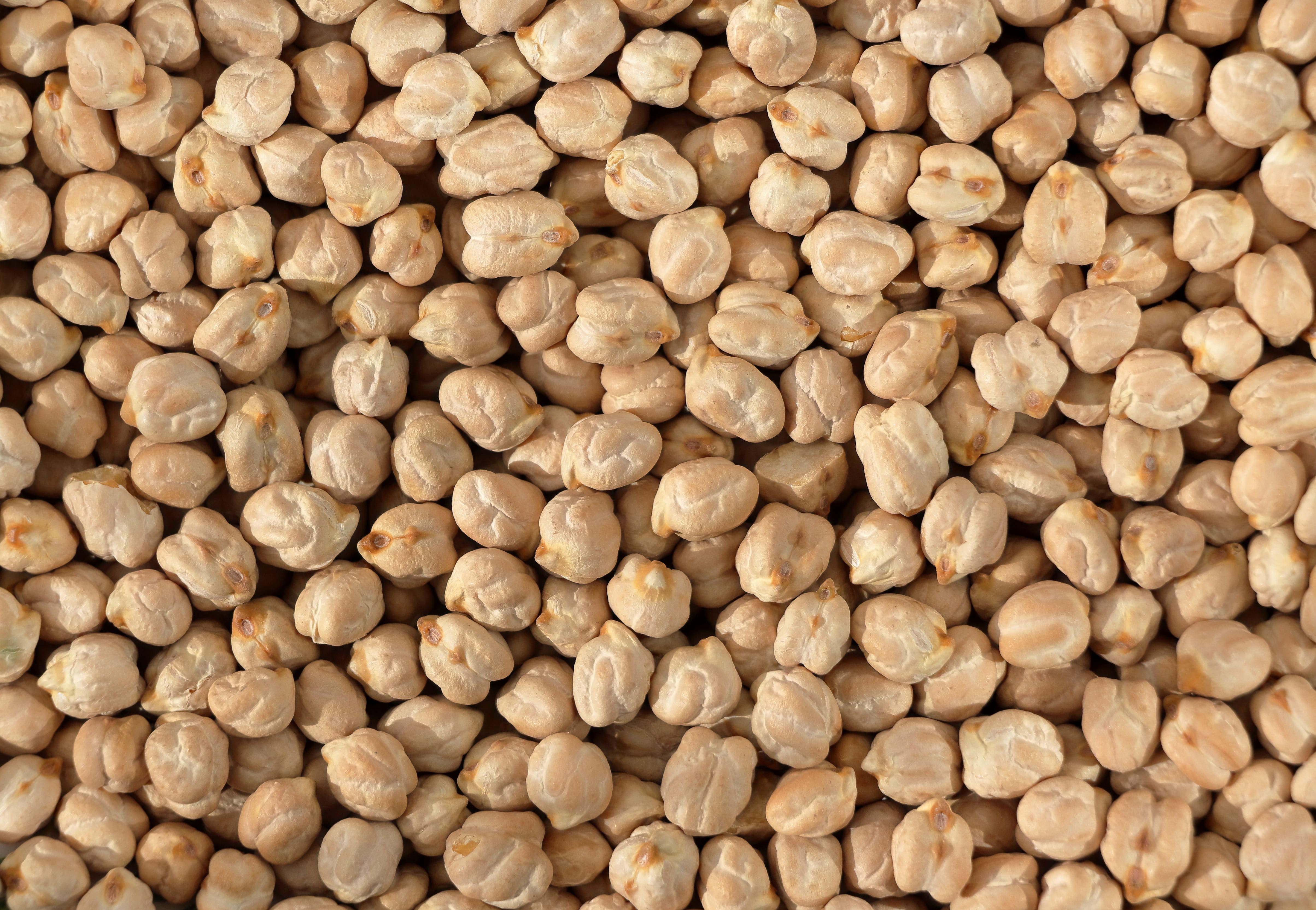 Kabuli chickpeas calibrated in grading trays