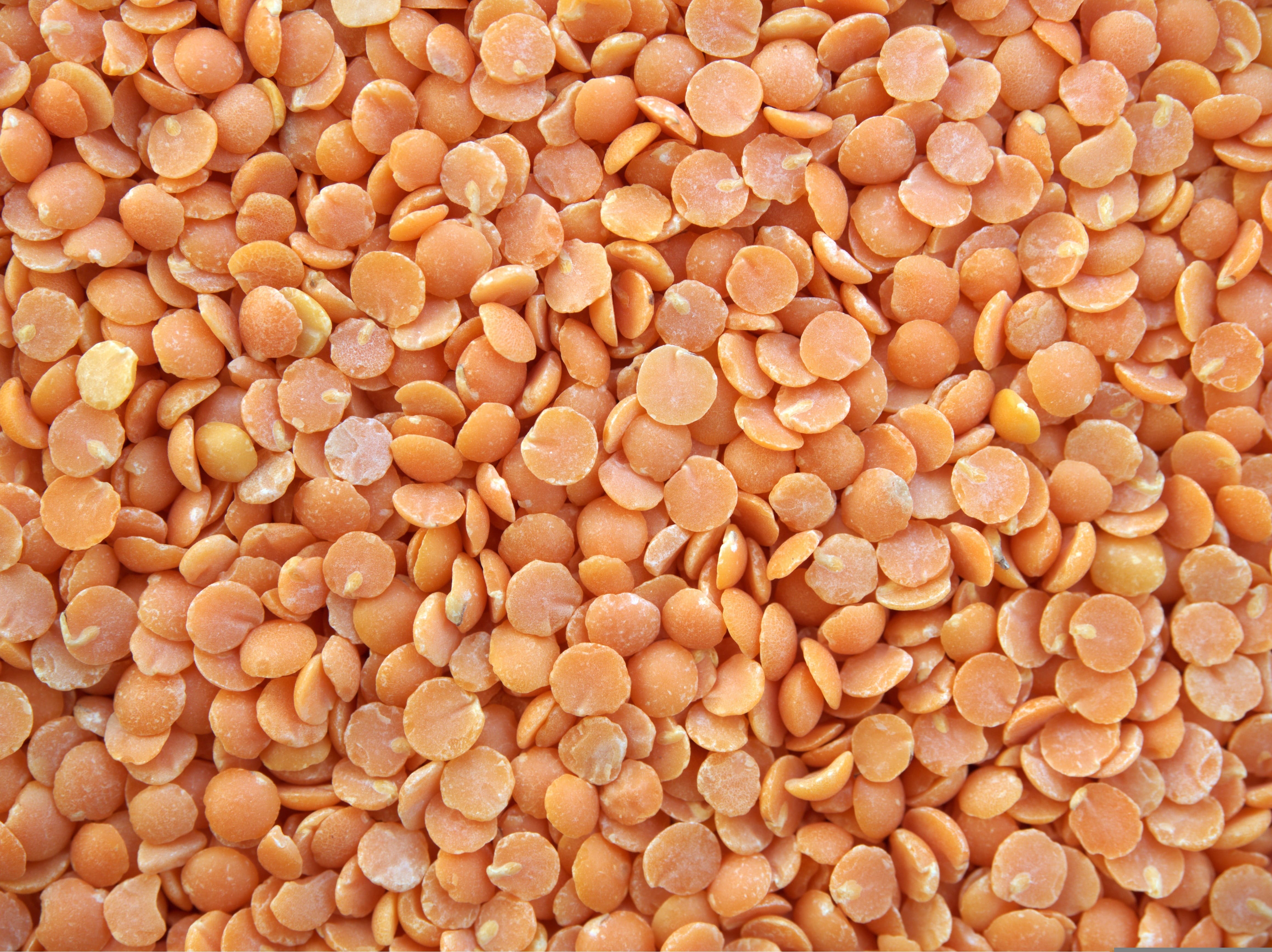 Lentils and horse beans bagged for shipment