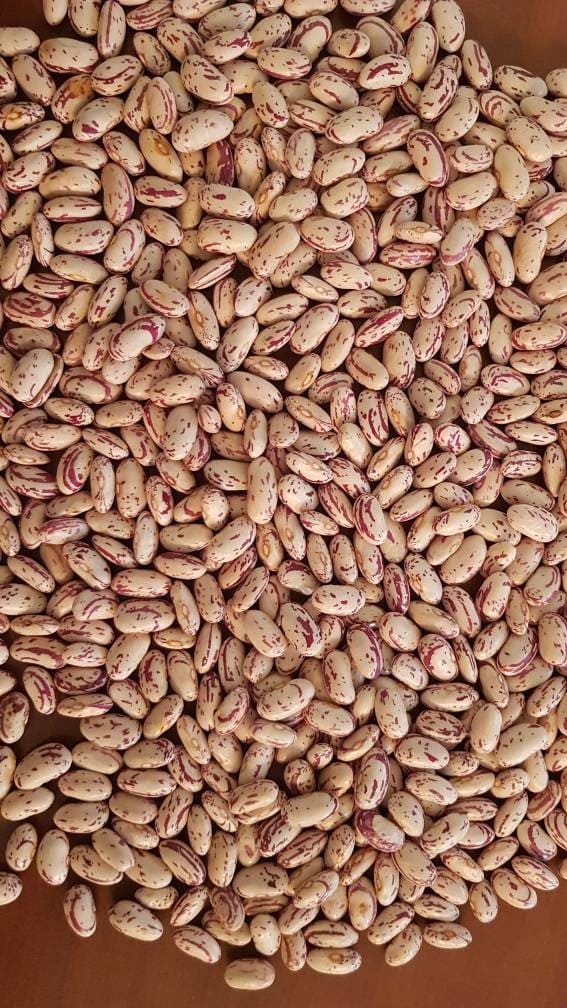 Light speckled kidney beans after sorting