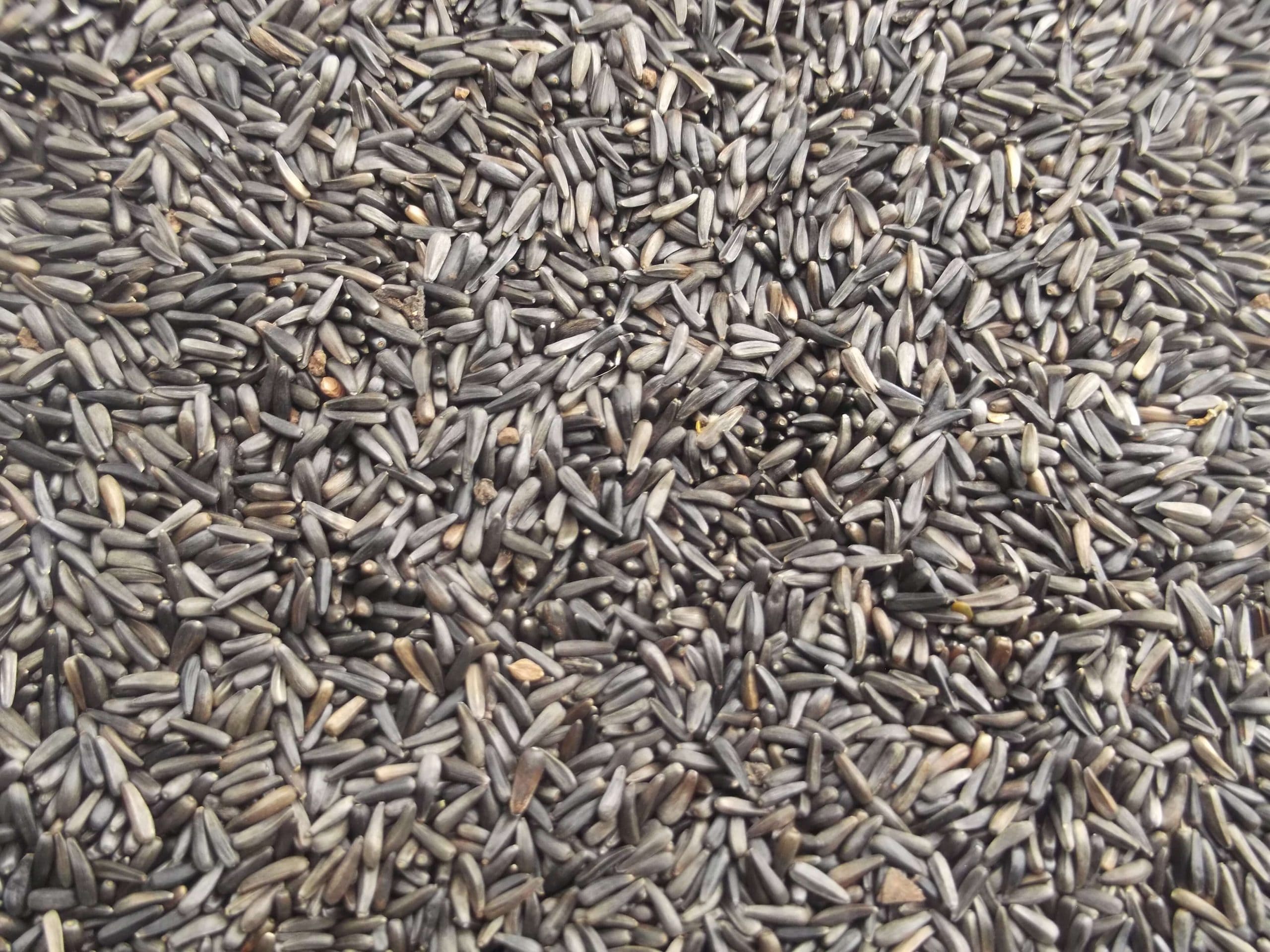 Niger seed in bulk before bagging