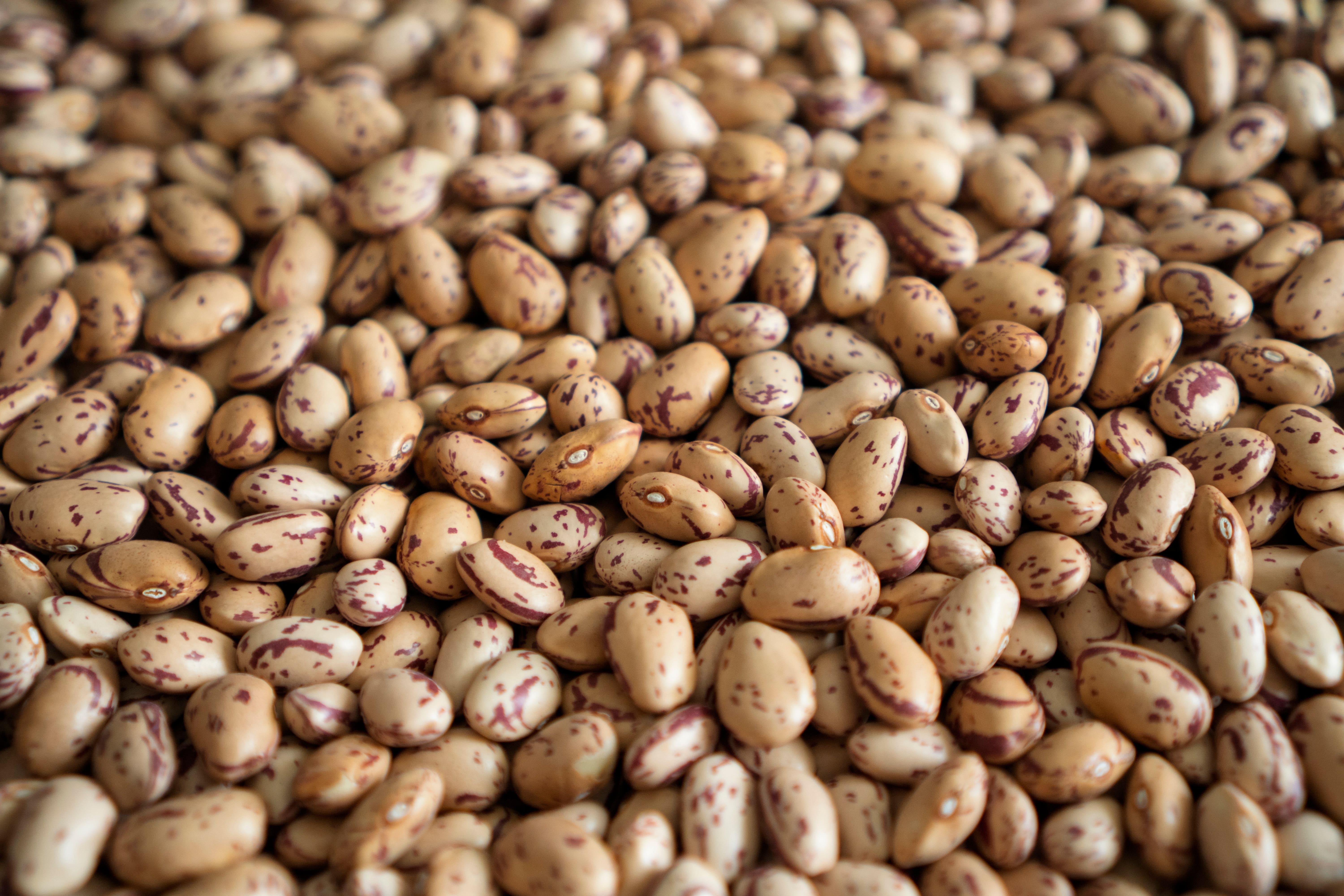 Pinto beans graded and ready for bagging