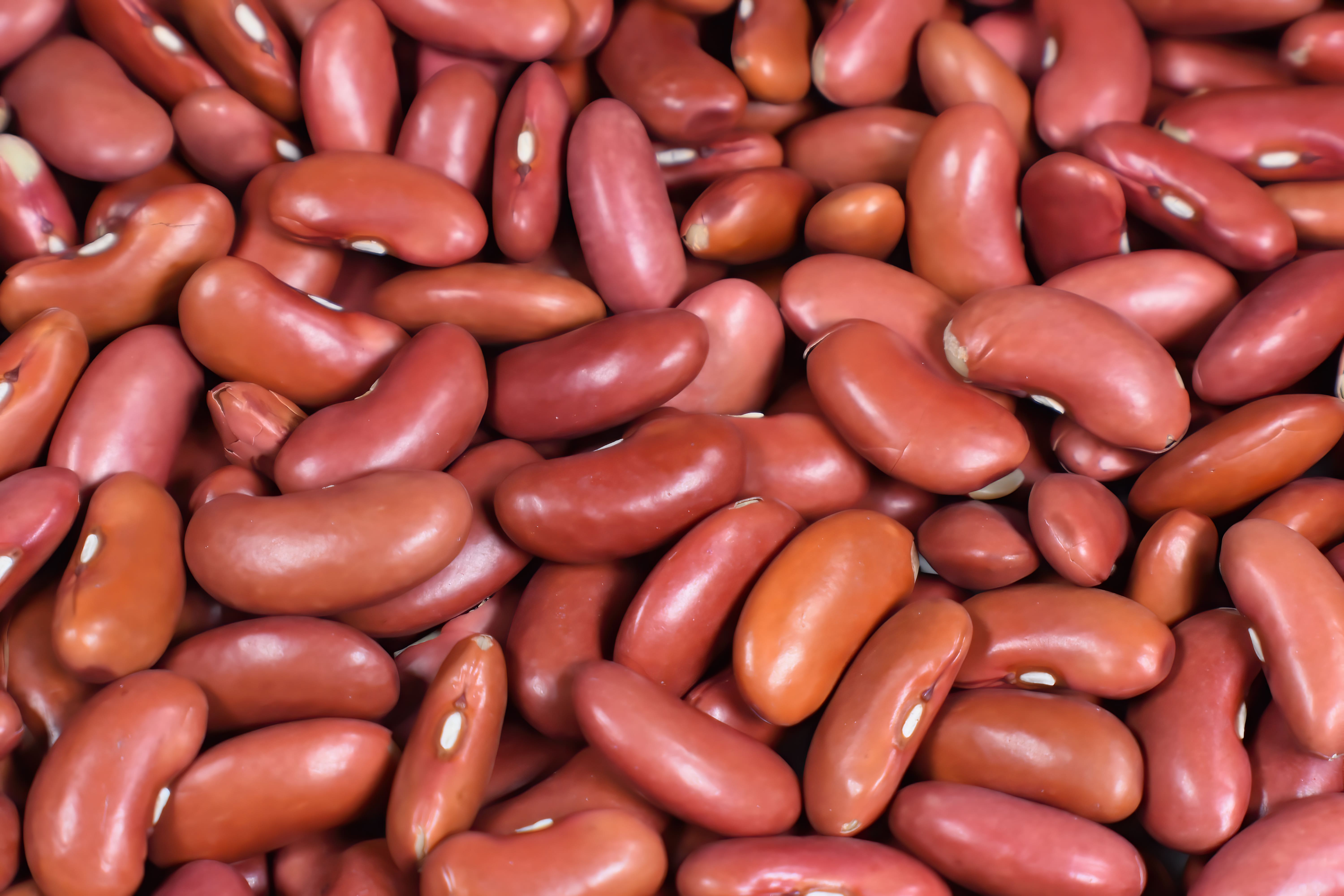 Pulses sorted into grade lots at the packing facility