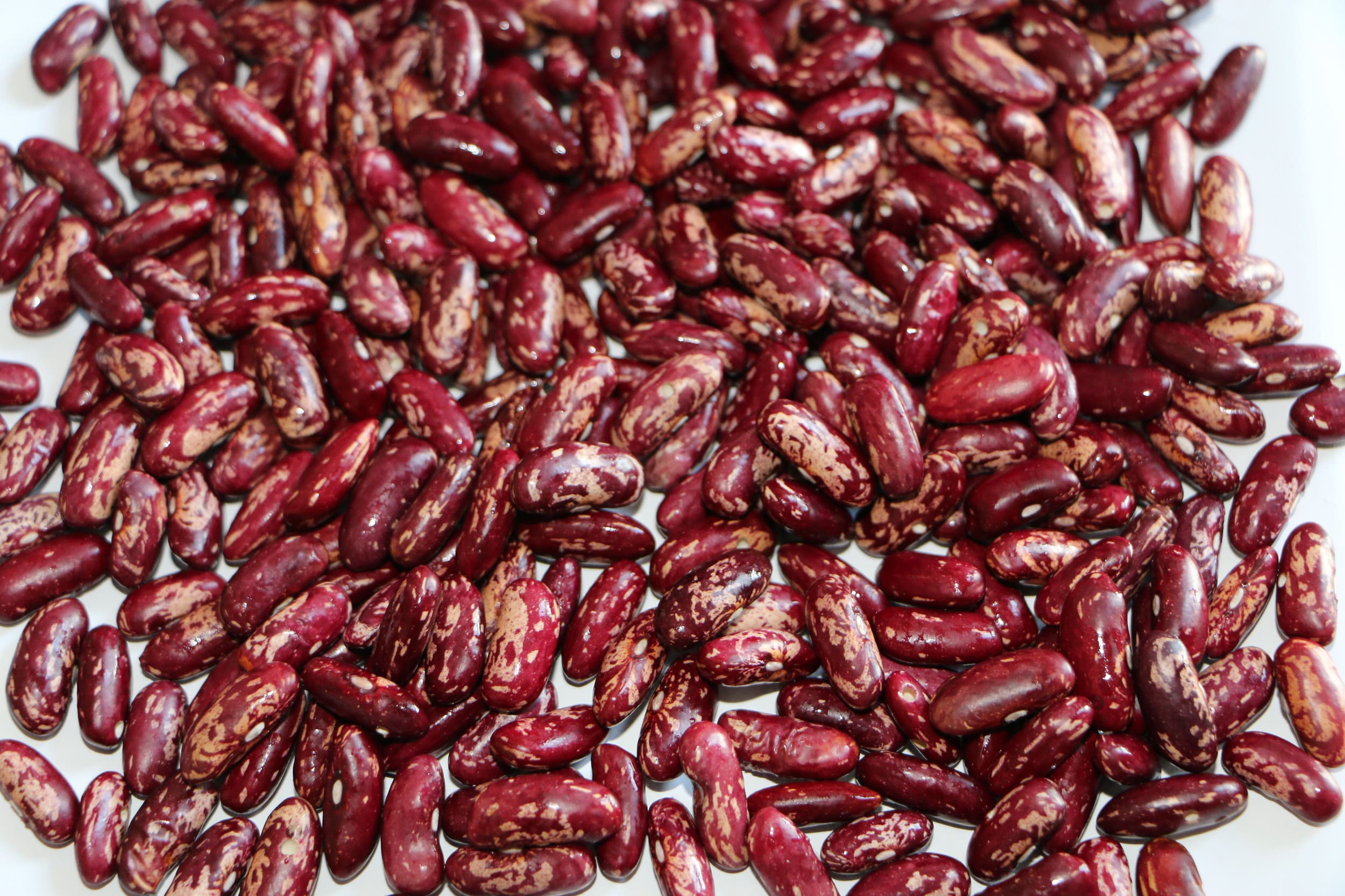 Red speckled kidney beans in the grading tray