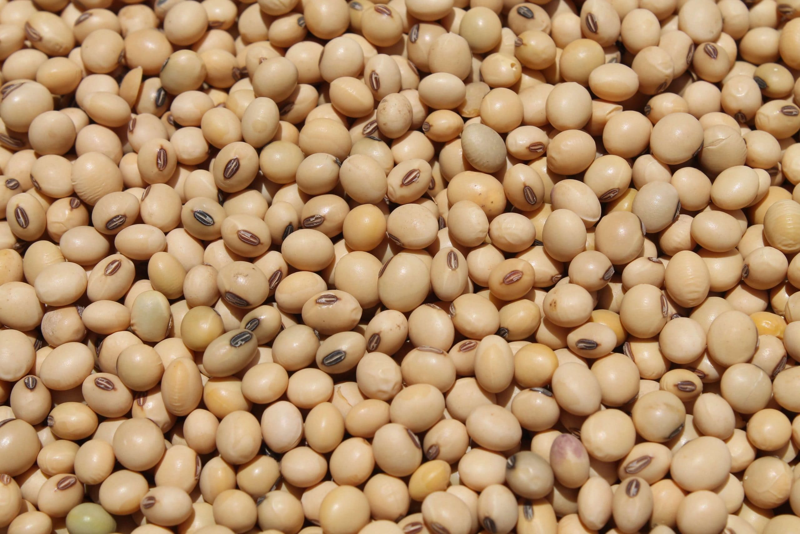 Ethiopian soya beans in grading trays