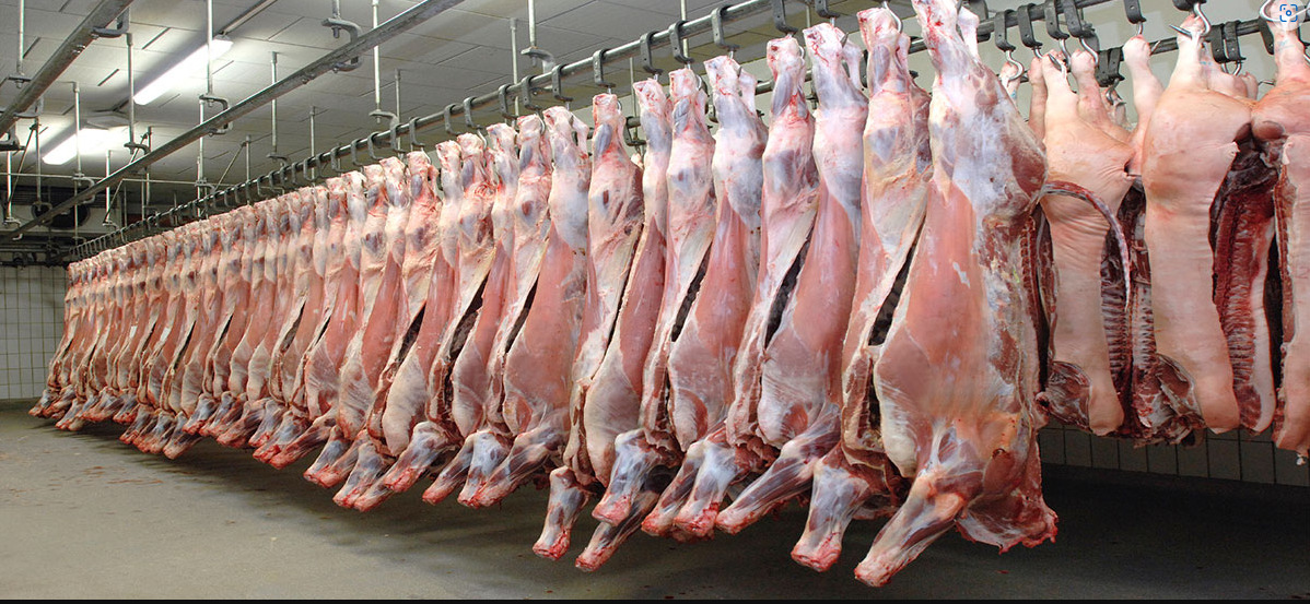 Cattle at a quarantine and inspection station before export